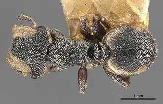Cephalotes goeldii