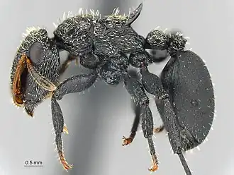 Cephalotes hamulus