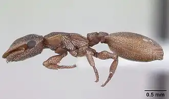 Cephalotes incertus