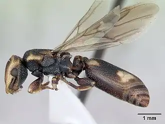 Cephalotes jheringi
