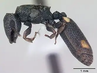 Cephalotes maculatus