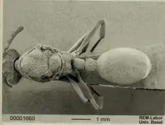 Cephalotes oculatus