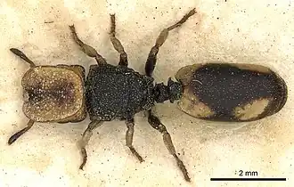 Cephalotes pallidicephalus