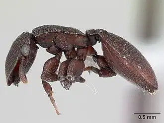 Cephalotes pallidoides
