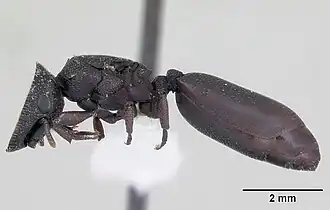 Cephalotes pellans