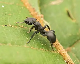 Cephalotes placidus