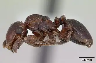 Cephalotes quadratus