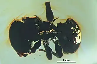 Cephalotes taino