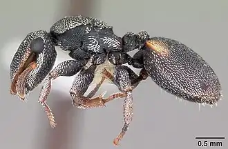 Cephalotes texanus