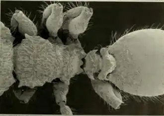 Cephalotes liogaster