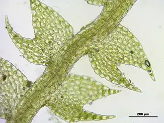 Gewoon maanmos (Cephalozia bicuspidata), stengel met tweelobbige bladeren