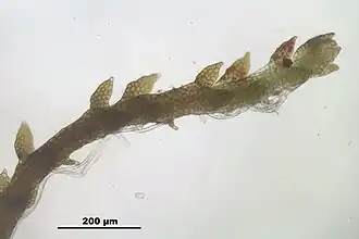 Gewoon draadmos (Cephaloziella divaricata), stengel met bladeren