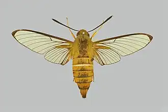 Cephonodes armatus