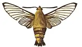 Cephonodes virescens