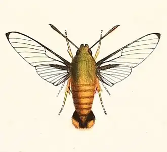 Cephonodes janus