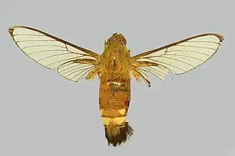 Cephonodes leucogaster