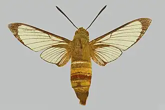 Cephonodes lifuensis
