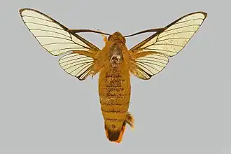 Cephonodes rothschildi