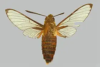Cephonodes rufescens