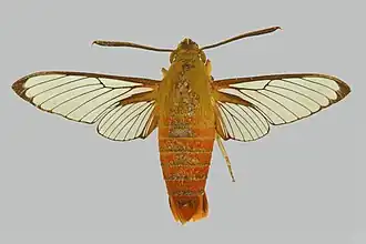 Cephonodes tamsi