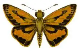 Cephrenes trichopepla