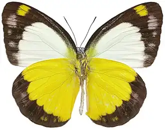 Cepora boisduvaliana