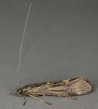 Ceraclea nigronervosa