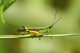 Ceracris nigricornis