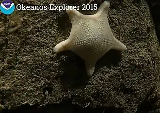 Ceramaster grenadensis