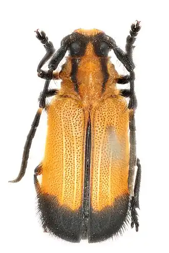 Hecphora latefasciata