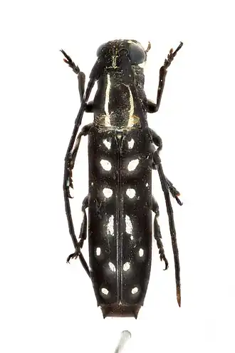 Proctocera senegalensis
