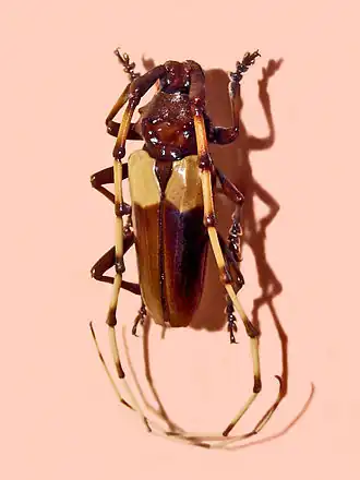 Andraegoidus cruentatus
