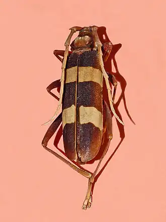 Aphrodisium griffithii