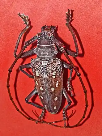Batocera boisduvalii