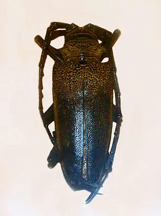 Batocera laena