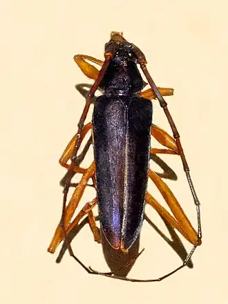 Chromalizus fragrans