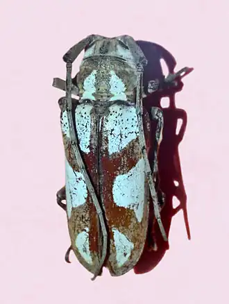 Prosopocera lactator