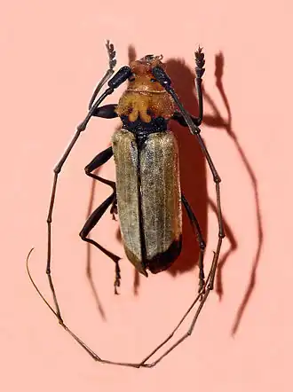 Purpuricenus laetus