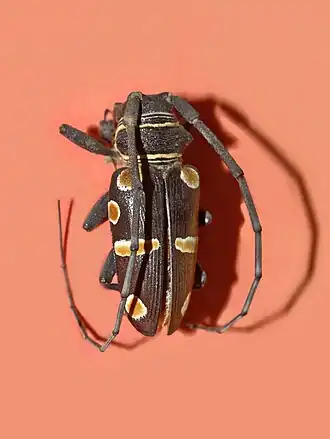 Zographus oculator