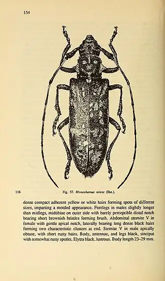 Monochamus nitens