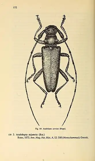 Acalolepta cervina
