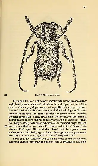 Mesosa senilis