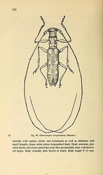 Olenecamptus octopustulatus