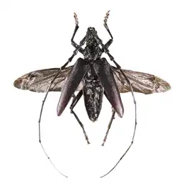 Mannetje met gespreide vleugels.