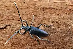 Exemplaar uit Hessen, Duitsland.