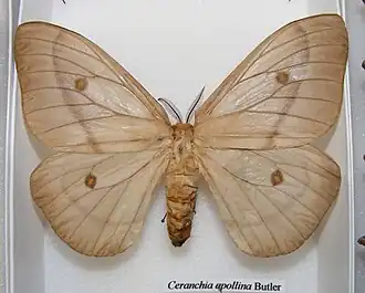 Ceranchia apollina