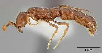 Cerapachys augustae