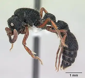 Cerapachys crawleyi