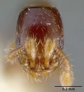 Cerapachys dominulus