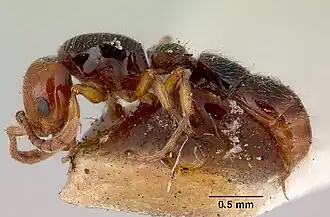 Cerapachys gilesi